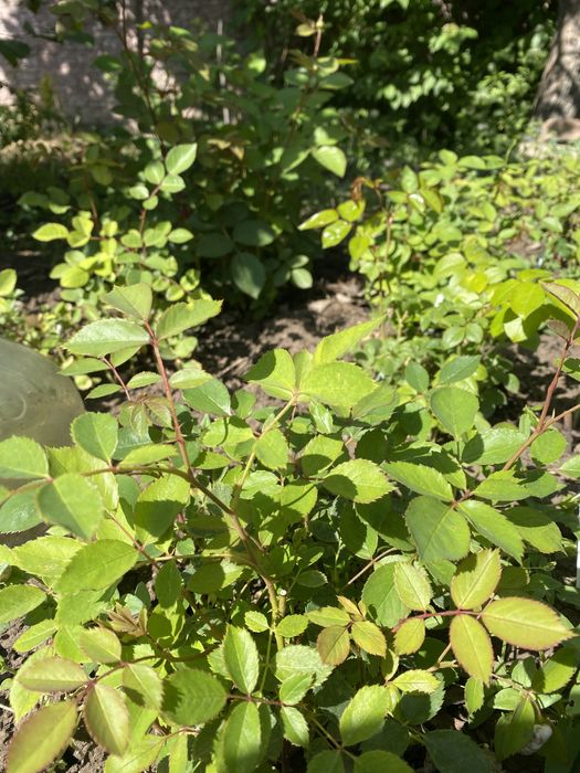 Розы английские