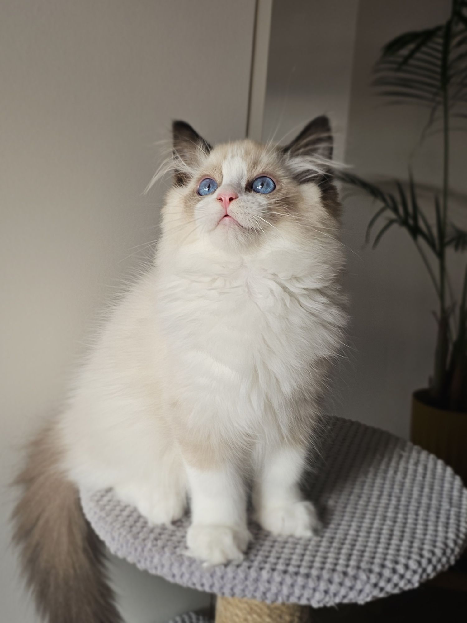 Ragdoll kocurek na kolanka