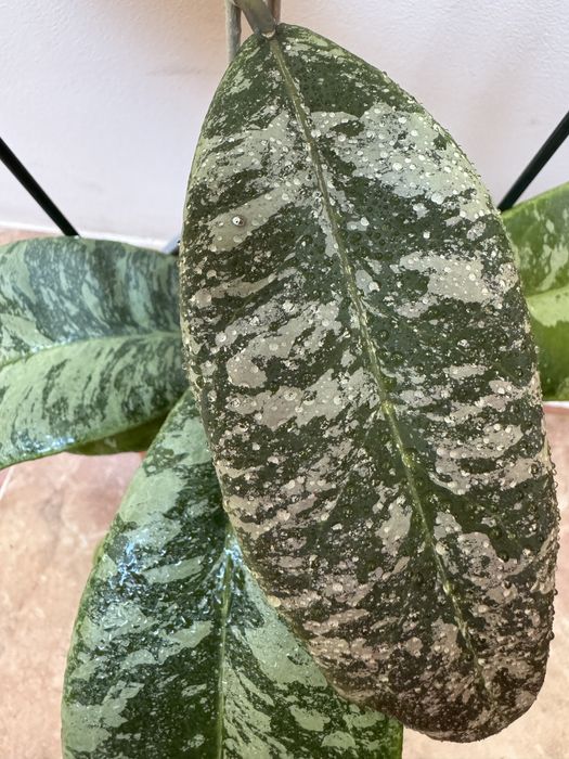 Хойя / Hoya Rintzii from Borneo with silver spotted