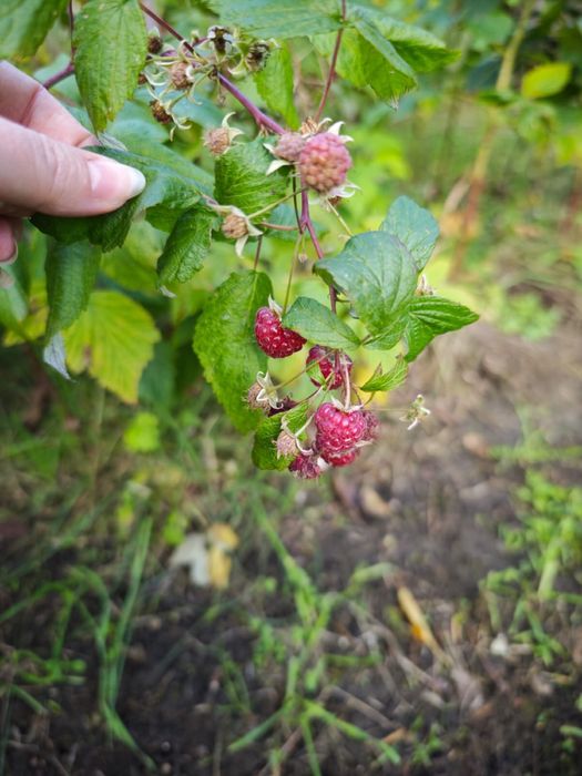 Działka ROD - Droga dębińska (Wilda) 196 m2