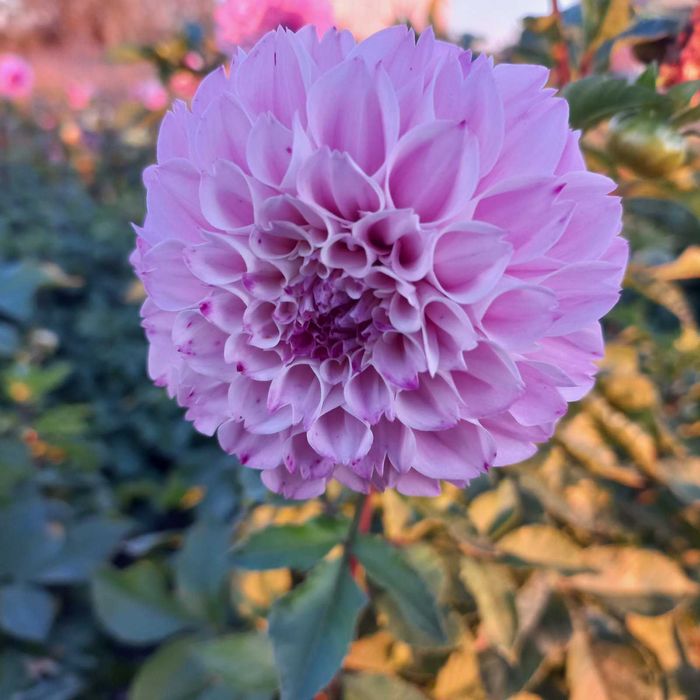 Жоржини - сіреневий шарік