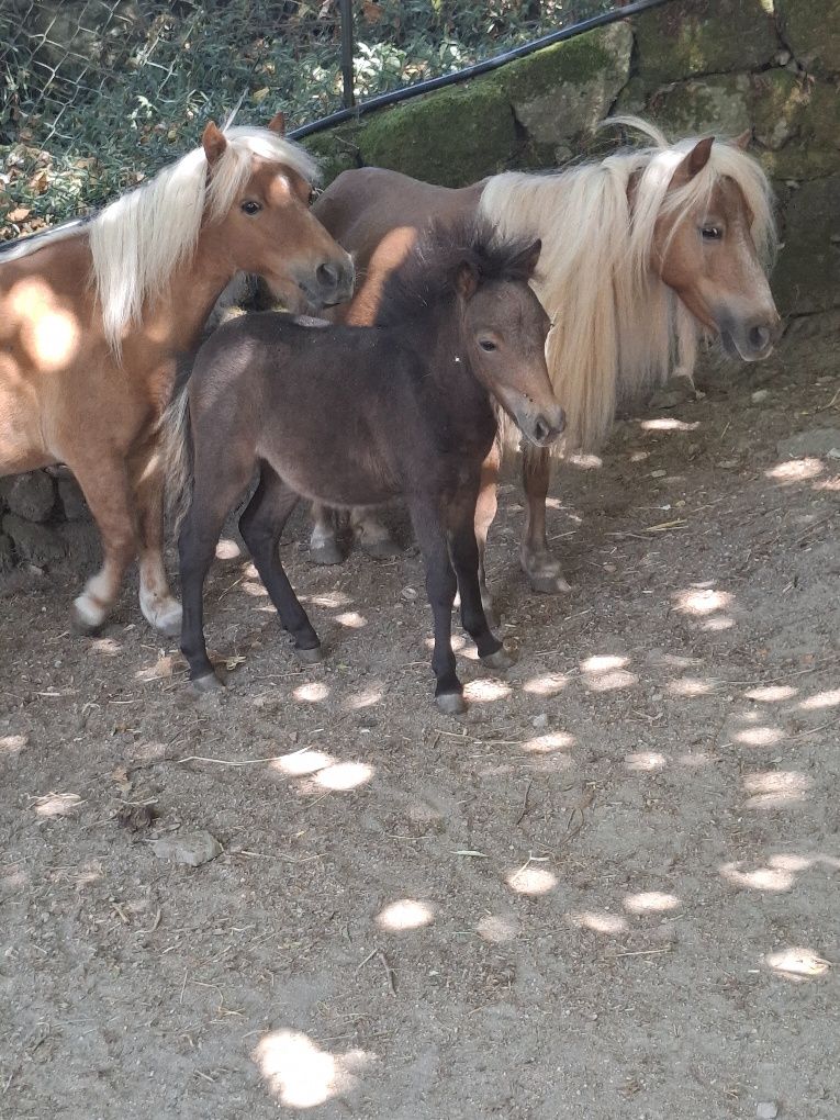 Pónei BEBÉ c/ 6 meses