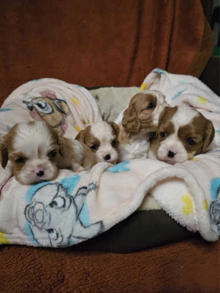 Cavalier King Charles Spaniel - Rodzice przebadani genetycznie