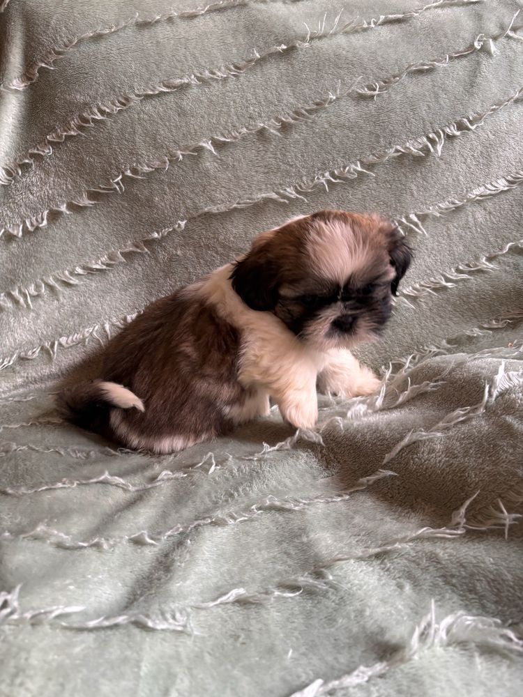 Shih Tzu Piesek.