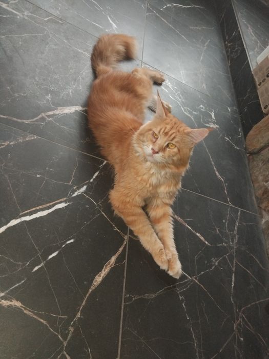 Kotka, maine coon, kot z rodowodem