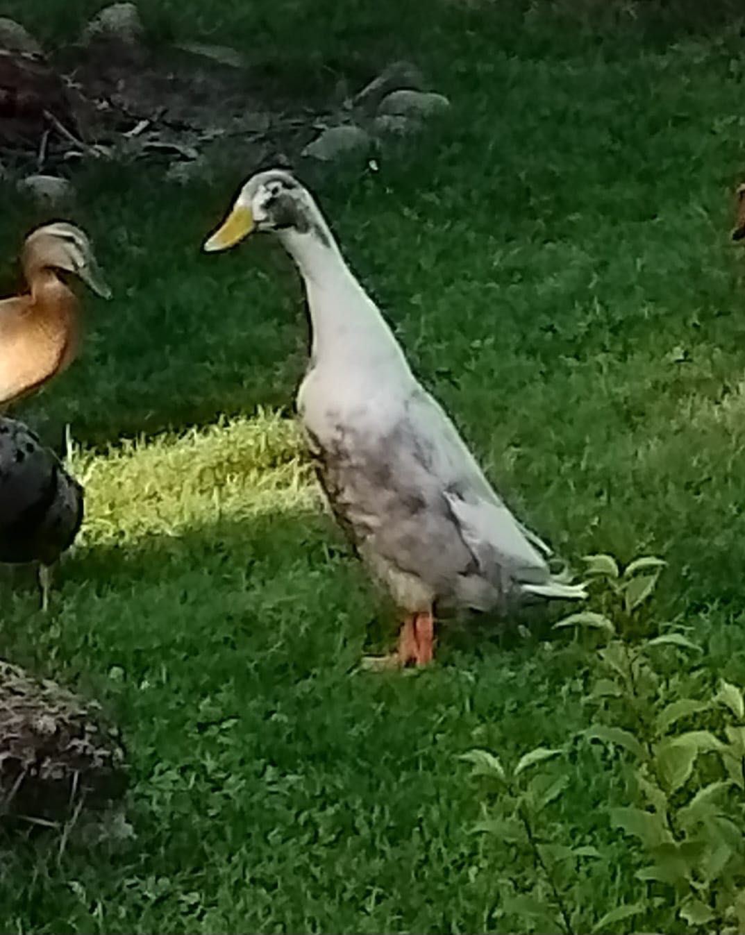 Sprzedam/ wymienię kaczora biegusa