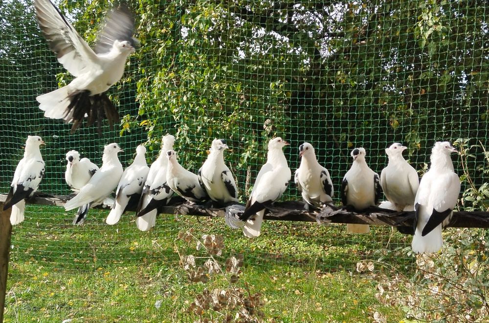 Gołębie ozdobne Saksońskie bociany