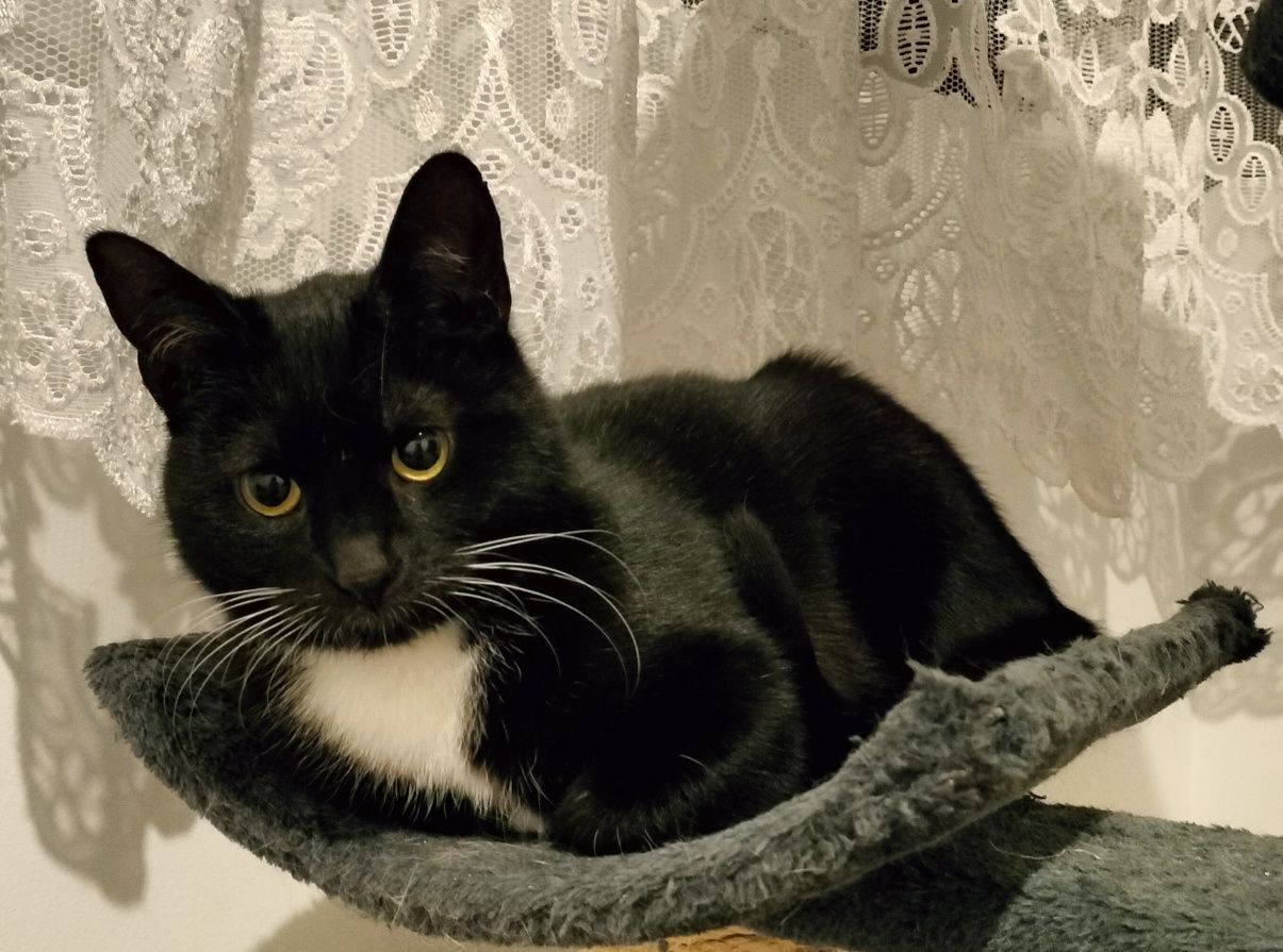 Koteczka do adopcji