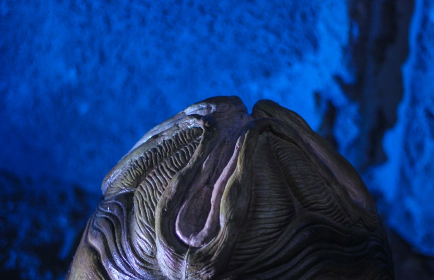 Ovo Alien Réplica Premium