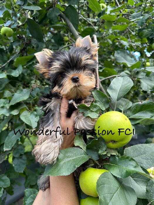 York Yorkshire Terrier FCI ZKwP