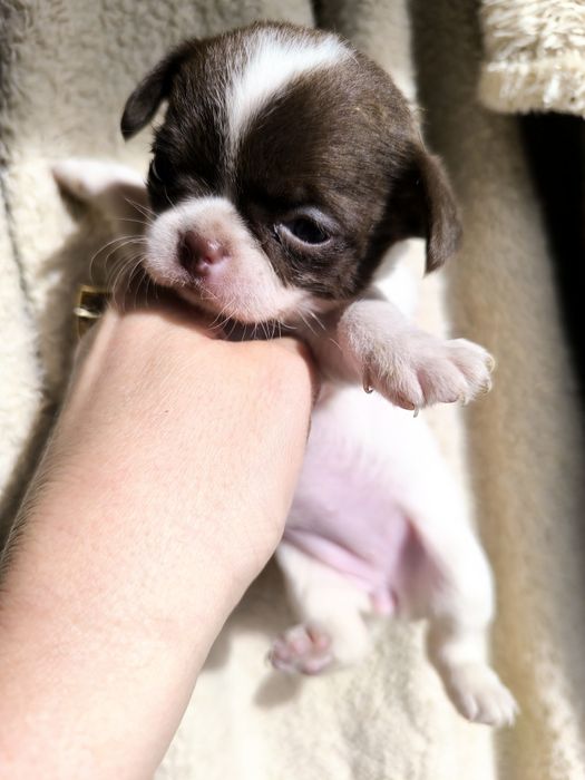 Chihuahua  Super Mini. Menina. Branco e chocolate .Cabeça de maçã.