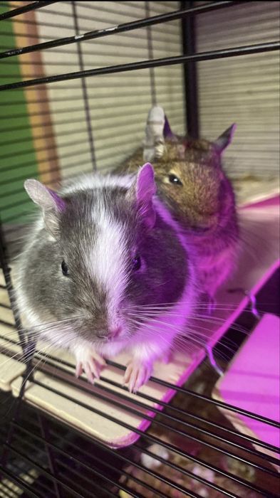 2 koszatniczki + DUŻA klatka z pełnym wyposażeniem