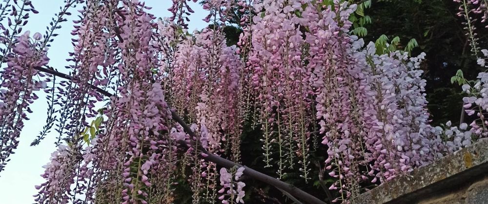 Гліцинія рожева і фіолетова продам