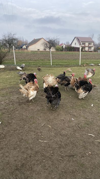 Kaczki, perliczki, indyki, biegusy indyjskie