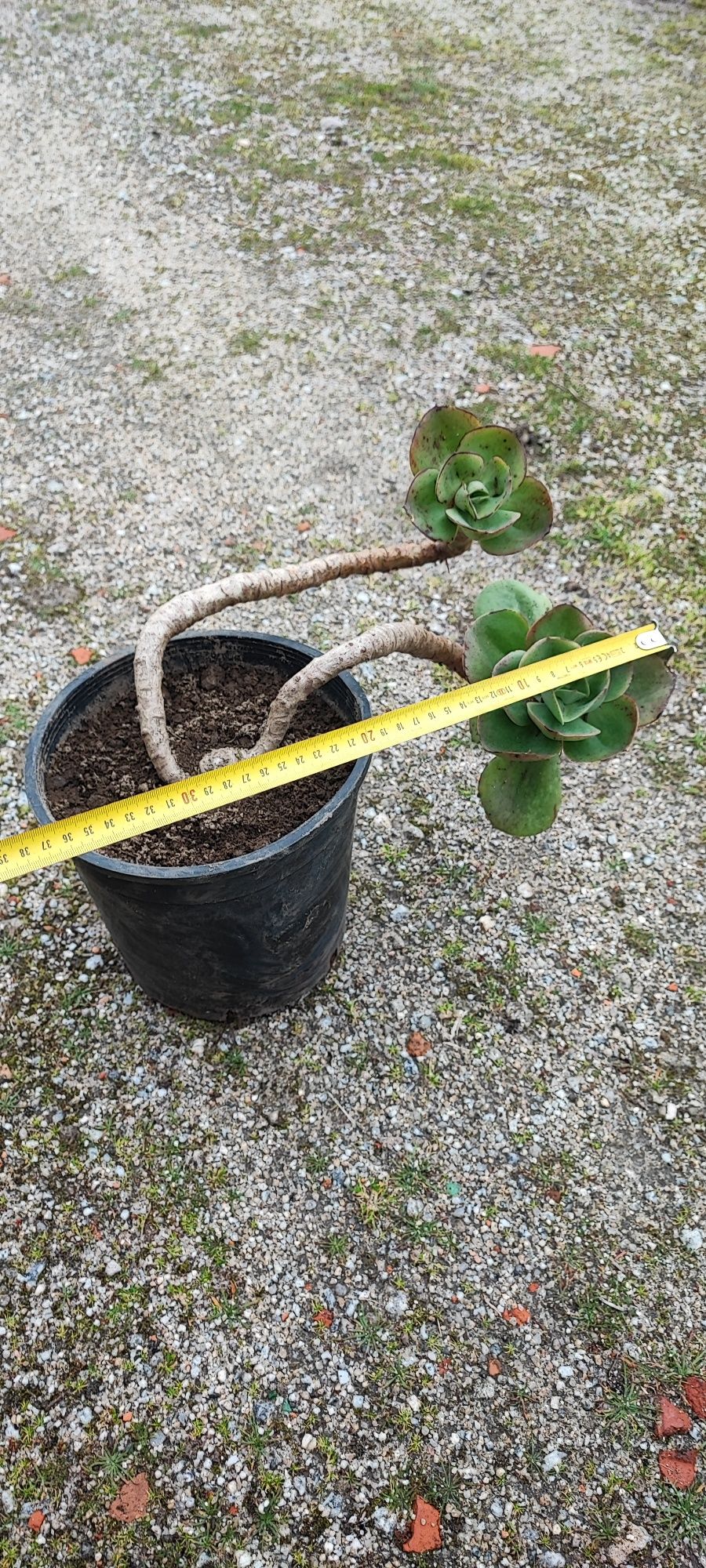 Planta suculenta