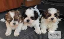 Shih tzu szczeniak rezerwacja