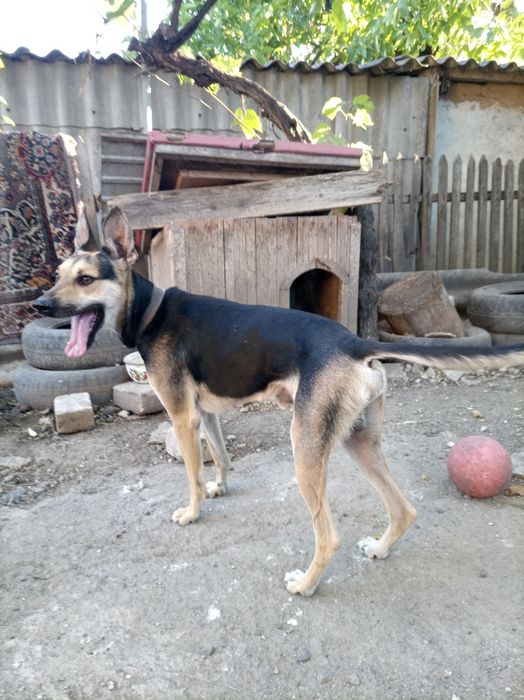 Овчарка, мальчик.