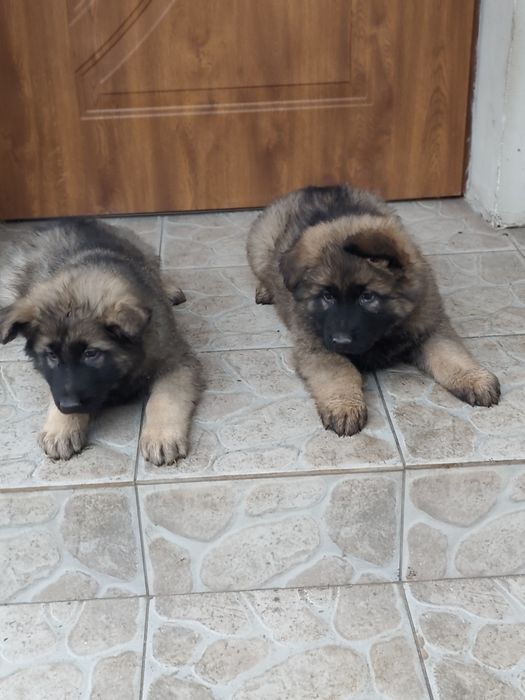 Owczarek niemiecki długowłosy piesek