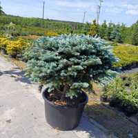 Picea Glauca Globosa Pa