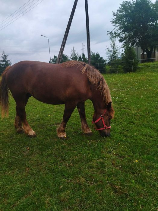 Klacz typ sokólski 82p.