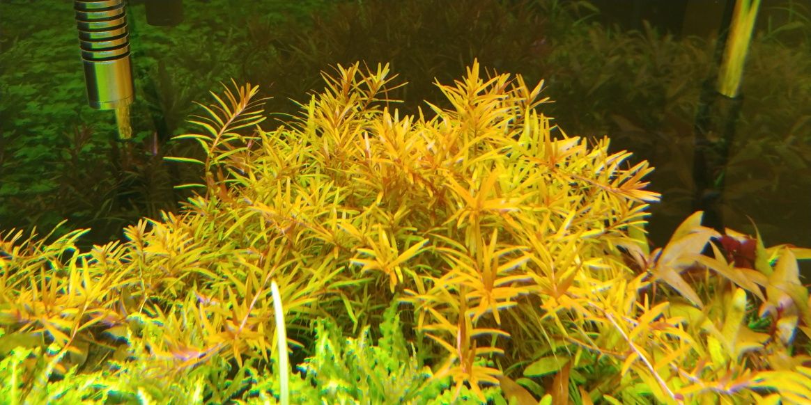 rotala h'ra roślina akwariowa