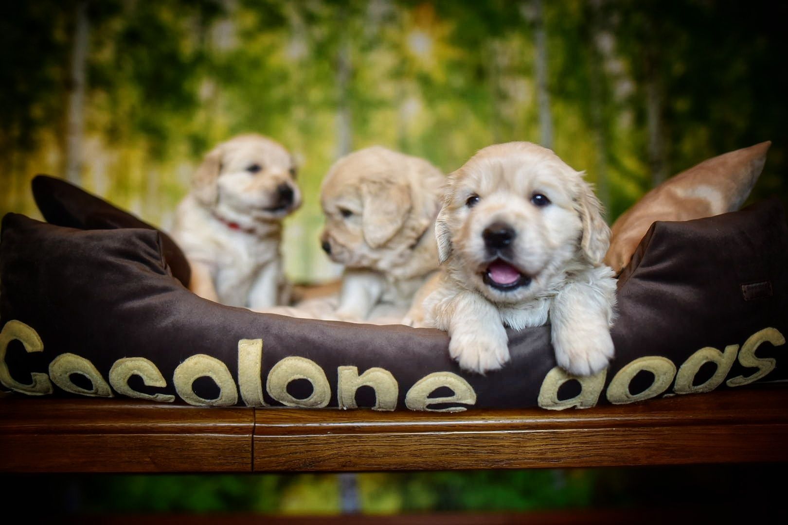 Golden retriever szczenięta ZKwP FCI