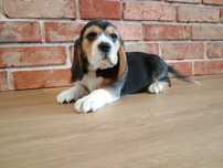 Piesek Beagle ZKWP FCI