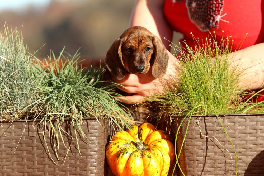 Jamnik króliczy krótkowłosy ZKwP/FCI cudny ALFIŚ