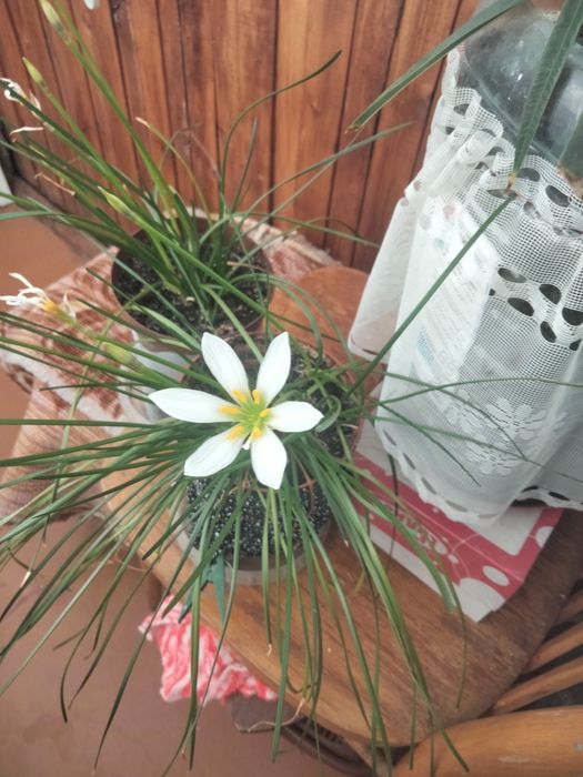 Продам кімнатні рослини