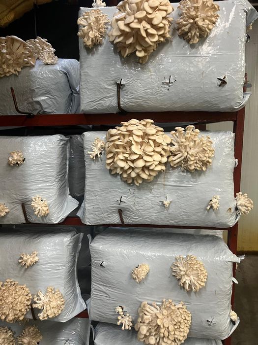 Kostka po I rzucie - boczniaki