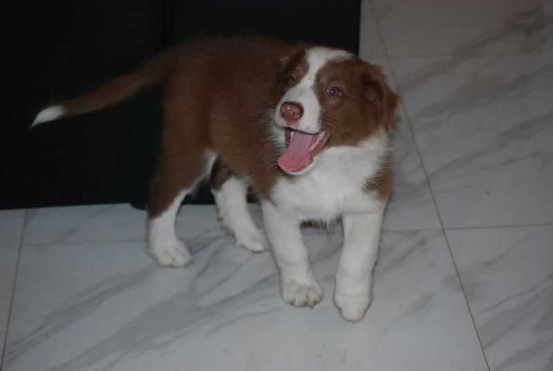 Pies Border Collie Czekoladowo-biały /Red