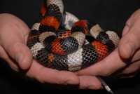 Синалойские молочные змеи, змеи синалойка