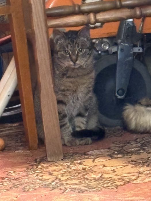 Młody bury kocurek szuka domu