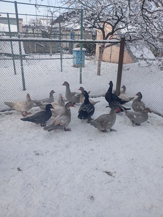 Продам молодих качок