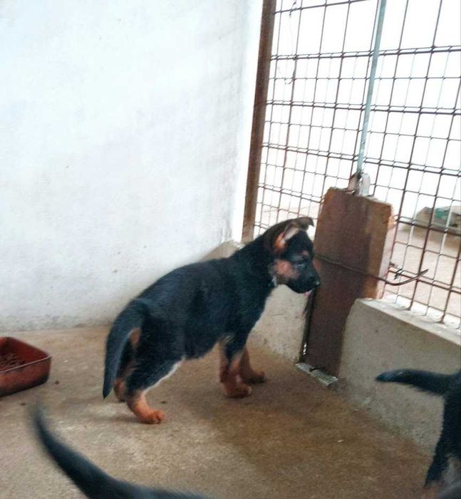 Pastor Alemão cachorro  Macho unicodisponivel Pais com Pedigre.