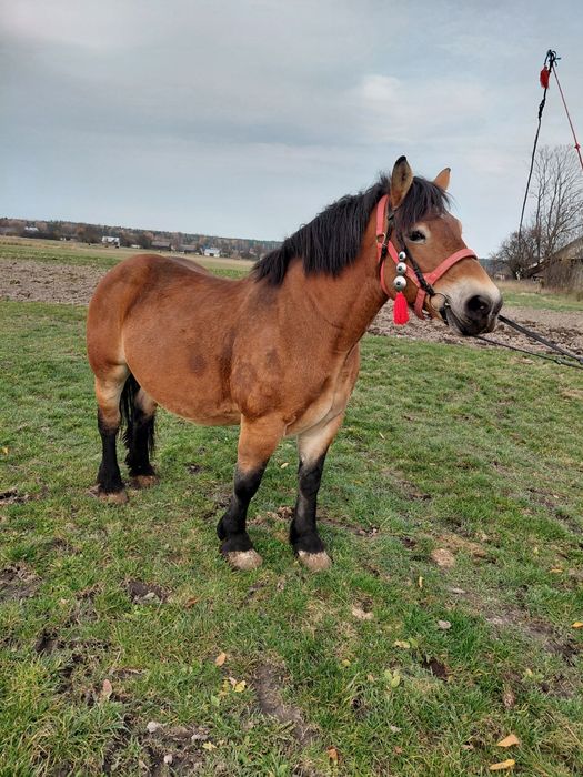 Klacz źrebna zimnokrwista