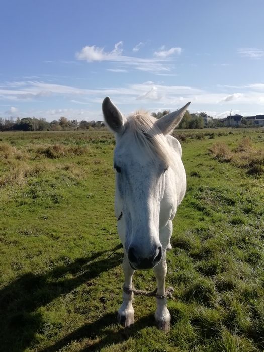 Продається кобила