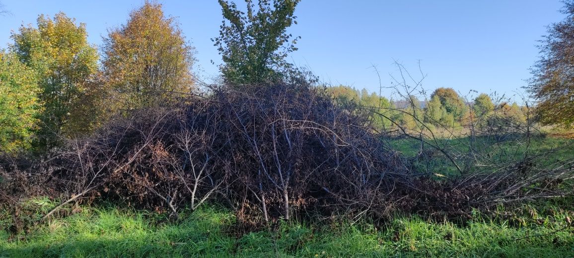 Oddam za darmo chrust gałęzie