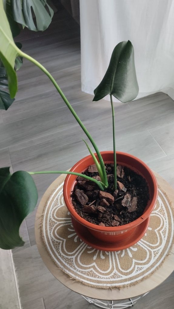 Monteras deliciosa