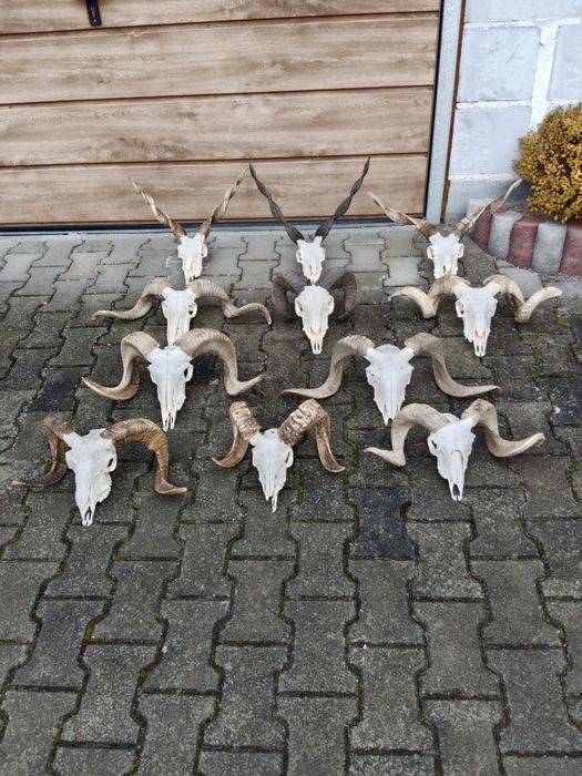 czaszka.trofea,tryk,wysylka,owca,koziol,cap,koza,baran,
