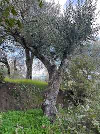 Oliveira centenária da Beira Baixa, Portugal