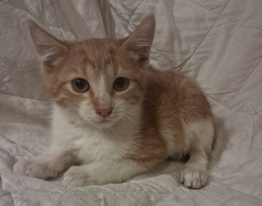 Jacus trzy miesiące słodziak