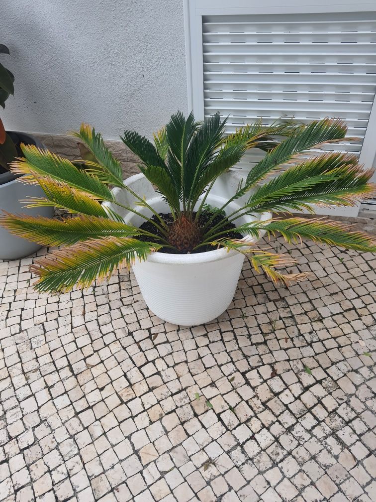 Planta sika dimensões generosas