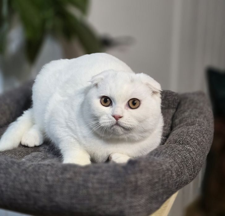 Kotka szkocka 4,5mca fold biała