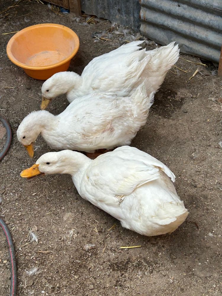 Patos galinhas e codorniz