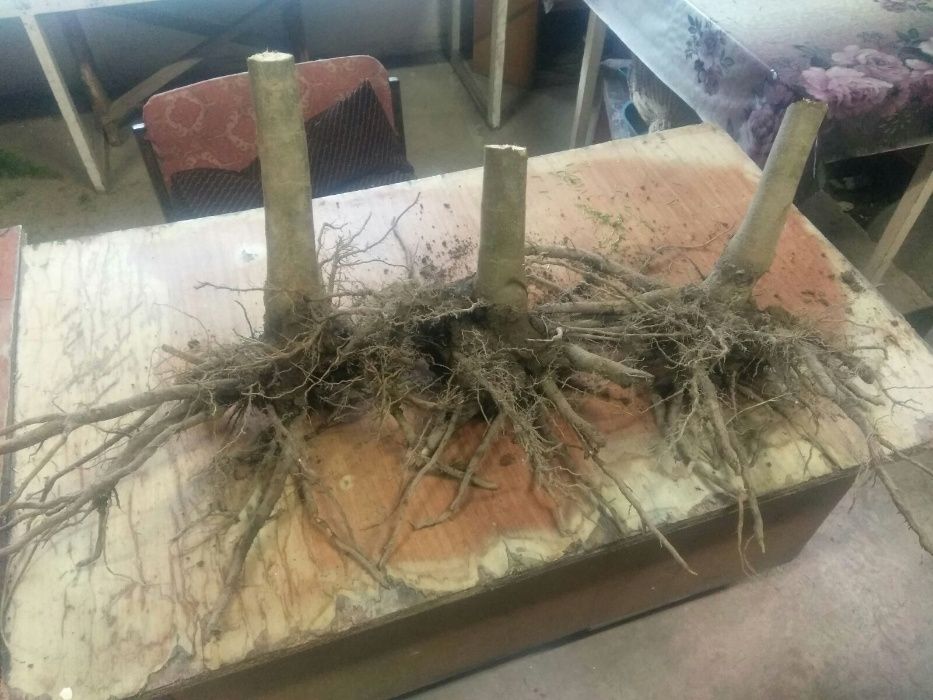 Павловні, Павловнии, Павловнія, МОРОЗОСТІЙКА ДВОРІЧНА!!!