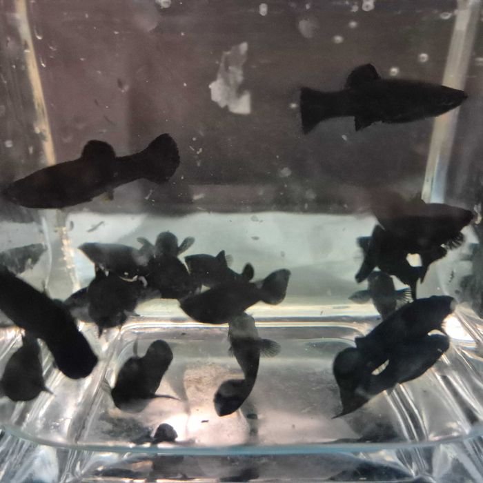 Żółta odchowana i czarna Molinezja.