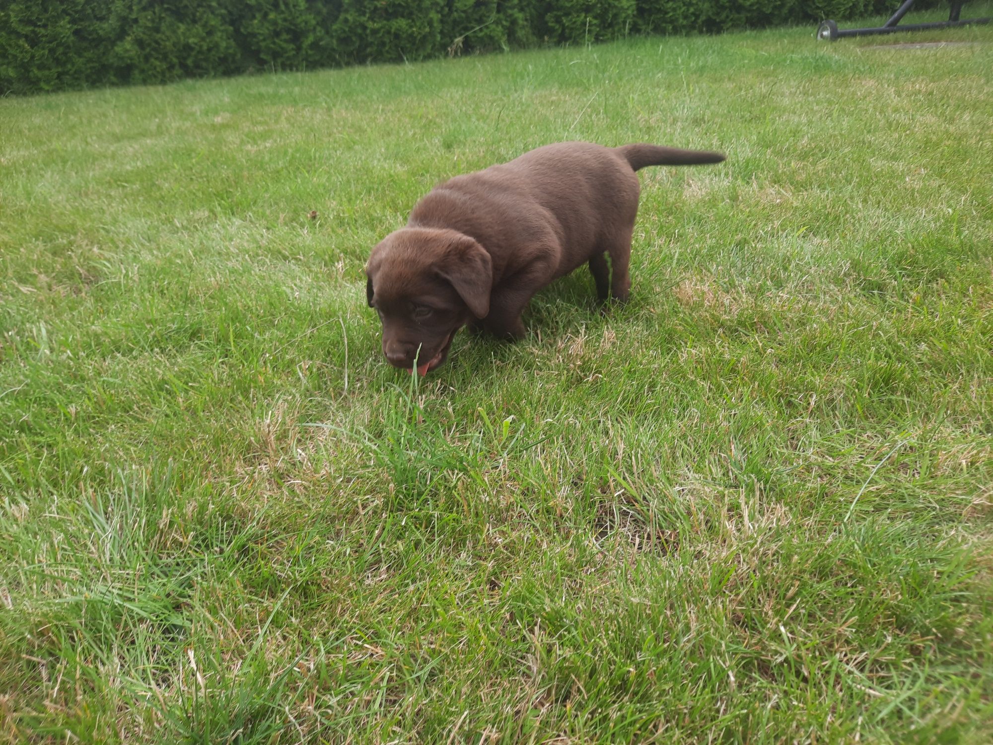 Labrador piesek zapraszam