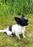 Chihuahua SUPER MINI suczka piesek mini  prawdziwy rodowód ZKwP (FCI)
