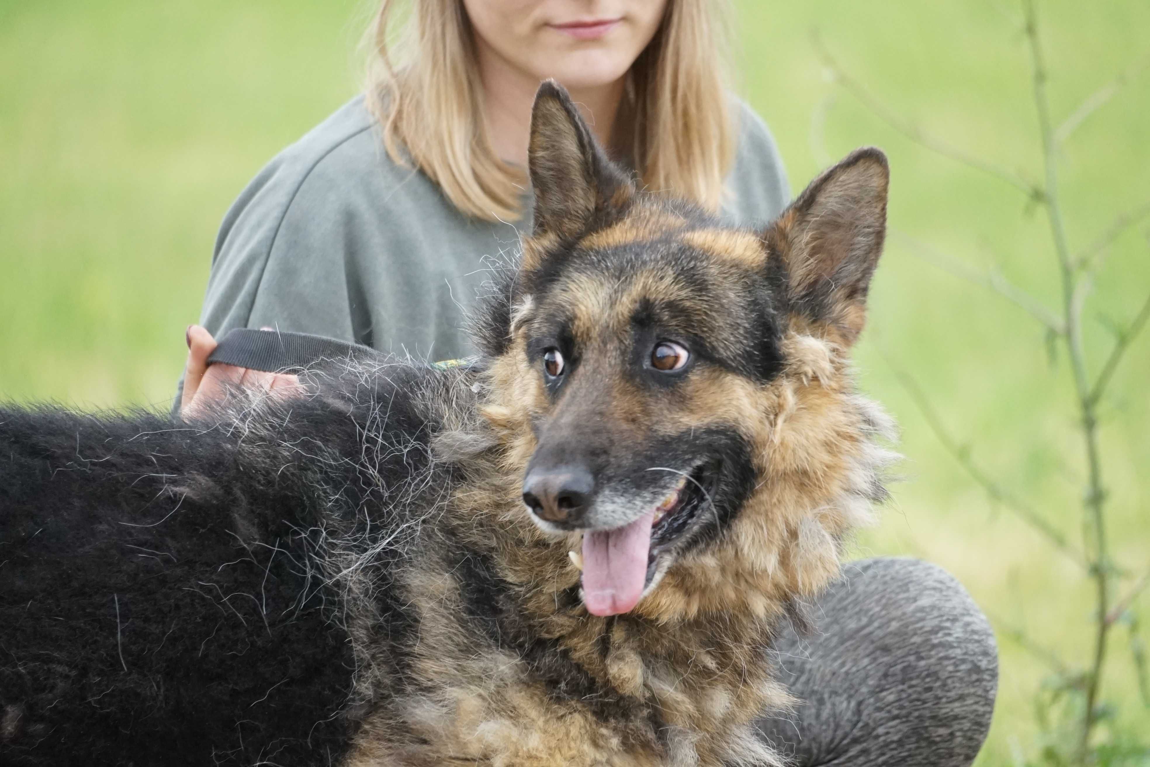 Bosik - psi senior w typie owczarek niemiecki